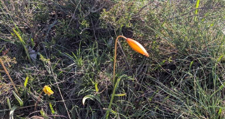 IMG-20260424-WA0019