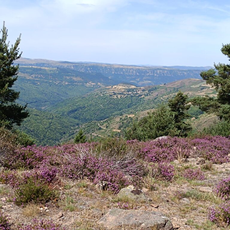 causse_mejan