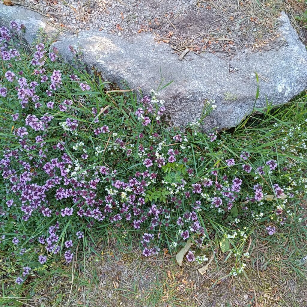 fleurs