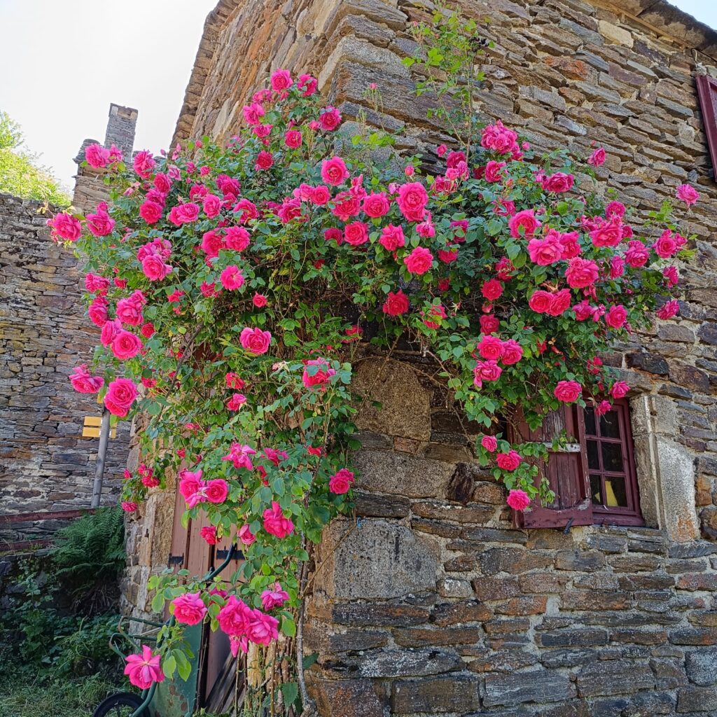 rosiers