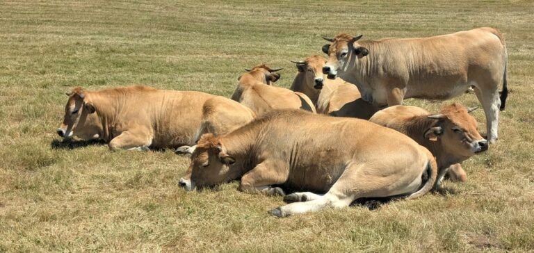 vaches