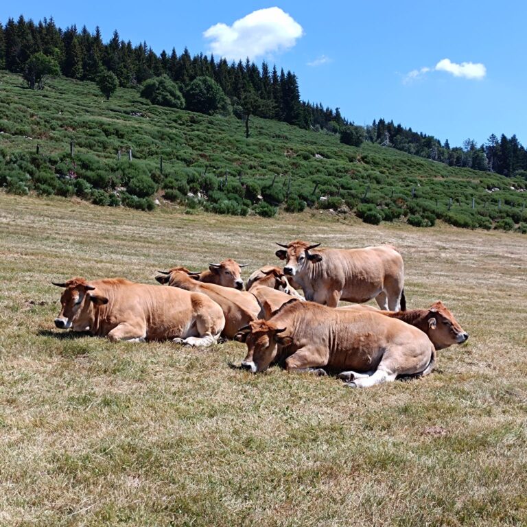 vaches_2